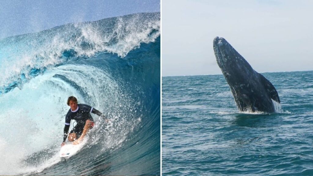 Surfista choca con una ballena en San Francisco y el video se vuelve viral