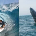Surfista choca con una ballena en San Francisco y el video se vuelve viral